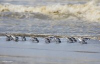 5-3-2015 sandpipers feeding ocean shores_6854.JPG 5-3-2015 sandpipers feeding ocean shores_6854.JPG