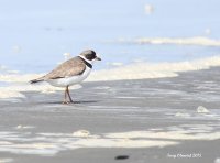 5-3-2015 semi-palmated plover ocean shores_6912.JPG 5-3-2015 semi-palmated plover ocean shores_6912.JPG