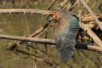 IMG_8105 crop2.jpg