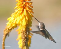 6-5-2015 fm rufous at red-hot poker_7878.JPG