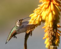 6-5-2015 fm rufous at red-hot poker_7886.JPG