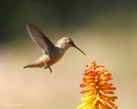 6-5-2015 fm rufous at red-hot poker_7909.JPG