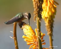 6-5-2015 fm rufous at red-hot poker_7919.JPG
