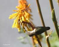 6-5-2015 fm rufous at red-hot poker_7940.JPG