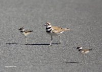 6-25-2015  f killdeer and fledglings_8104.JPG
