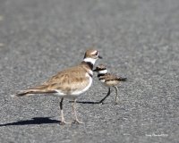 6-25-2015  f killdeer and fledgling_8113.JPG