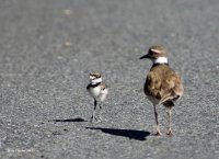 6-25-2015  f killdeer and fledgling_8115.JPG