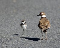 6-25-2015  f killdeer and fledgling_8116.JPG