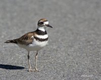 6-25-2015  f killdeer _8120.JPG