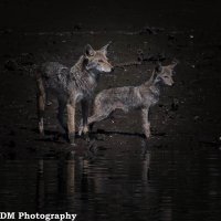 #9265wcr.jpg