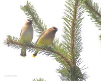 7-13-2015 cedar waxwing pair pt edwards_8859.JPG