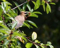 7-15-2015 cedar waxwing with berry 8921.JPG