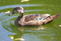 7-16-2015 Juvie Wood Duck pine ridge_8965.JPG
