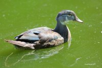 7-16-2015 Juvie Wood Duck pine ridge_8975.JPG