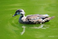 7-16-2015 Juvie Wood Duck pine ridge_8982.JPG