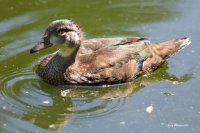 7-16-2015 Juvie Wood Duck pine ridge_8990.JPG