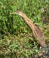 DSC_3385.jpg