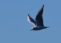 DSC_3950.jpg