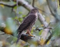 Hawk _M0A0468DLChally©2015.jpeg
