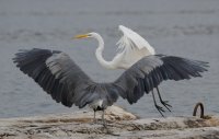 DSC_1468.jpg