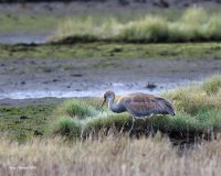 10-22-2015 sandhill marsh_0996.JPG