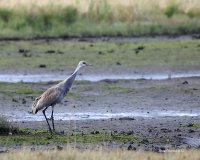 10-22-2015 sandhill marsh_1009.JPG