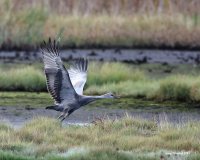 10-22-2015 sandhill marsh_1013.JPG