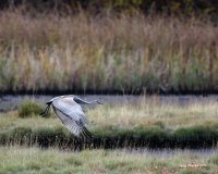 10-22-2015 sandhill marsh_1015.JPG