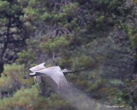 10-22-2015 sandhill marsh_1020.JPG