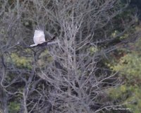 10-22-2015 sandhill marsh_1021.JPG