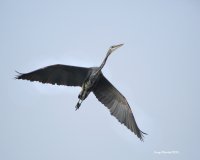 10-22-2015 heron marsh_1082.JPG