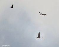 10-22-2015 sandhill heron crow  marsh_1051.JPG