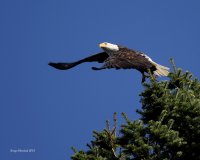 10-22-2015 eagle at sentry tree_1130sf.JPG