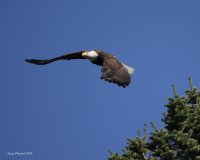 10-22-2015 eagle at sentry tree_1131sf.JPG