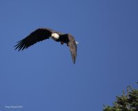 10-22-2015 eagle at sentry tree_1132sf.JPG