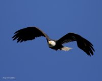 10-22-2015 eagle at sentry tree_1133sf.JPG