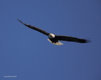 10-22-2015 eagle at sentry tree_1134sf.JPG
