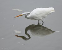 10-24-2015 egret everett_1202.JPG