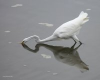 10-24-2015 egret everett_1203.JPG