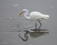 10-24-2015 egret everett_1204.JPG