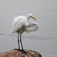 10-24-2015 egret everett_1249.JPG