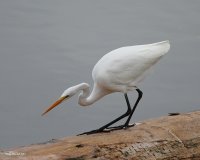 10-24-2015 egret everett_1256.JPG