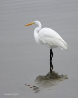 10-24-2015 egret everett_1147.JPG