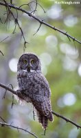 owlgreatgray100815ys1.jpg owlgreatgray100815ys1.jpg