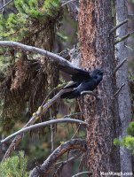 owlgreathorned100815ys6.jpg owlgreathorned100815ys6.jpg