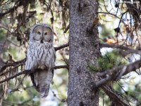 owlgreatgray100715ys7.jpg owlgreatgray100715ys7.jpg