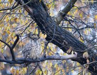 owlgreathorned100315ys8.jpg owlgreathorned100315ys8.jpg