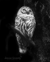 Owl-o-ween.jpg Owl-o-ween.jpg