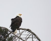 11-06-2015 pine st eagle_1348.JPG