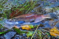 Kokanee.jpg